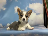 ACA Dixie natural bobtail Bluie fluffy carrier triple clear, a female Pembroke Welsh Corgi for sale in Canton, OH – 8 of 10