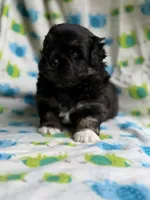 Aladdin DNA Clear OFA, a male Peekapoo for sale in Canton, OH – 4 of 8
