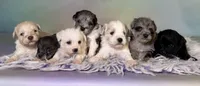 Penny, a female Schnoodle for sale in Canton, OH – 5 of 8