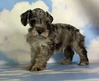 Pipsqueak, a male Schnoodle for sale in Canton, OH – 6 of 8