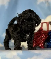 Zane, a male Shihpoo for sale in Canton, OH – 4 of 4