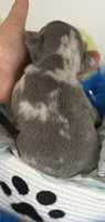 Rocco- blue merle- 88/12 imported line dna ofa , a female Frenchton for sale in Canton, OH – 6 of 7