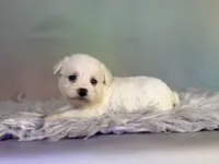 Pearl, a female Schnoodle for sale in Canton, OH – 5 of 6
