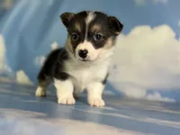 Aca Daphne natural bobtail Bluie and fluffy carrier triple clear, a female Pembroke Welsh Corgi for sale in Canton, OH – 5 of 6