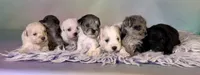 Pearl, a female Schnoodle for sale in Canton, OH – 6 of 6