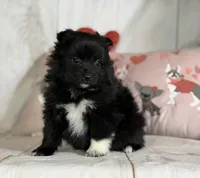 Bella , a female Pomeranian for sale in Canton, OH – Photo 1 of 6