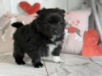 Bella , a female Pomeranian for sale in Canton, OH – Photo 4 of 6