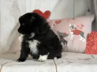 Bella , a female Pomeranian for sale in Canton, OH – Photo 5 of 6