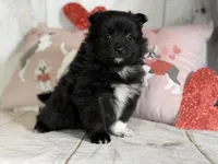 Bella , a female Pomeranian for sale in Canton, OH – Photo 6 of 6