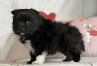 Bella , a female Pomeranian for sale in Canton, OH – Photo 3 of 6