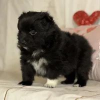 Bella , a female Pomeranian for sale in Canton, OH – Photo 2 of 6