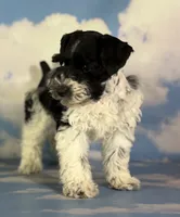 Pepper, a male Schnoodle for sale in Canton, OH – 3 of 6