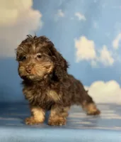 Marco , a male Doxiepoo for sale in Canton, OH – Photo 1 of 4