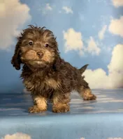 Marco , a male Doxiepoo for sale in Canton, OH – Photo 4 of 4