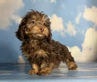 Marco , a male Doxiepoo for sale in Canton, OH – Photo 2 of 4