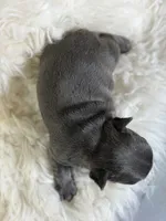 Jenna - DNA clear , a female Frenchton for sale in Canton, OH – 2 of 6