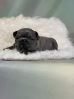 Julian-DNA clear , a male Frenchton for sale in Canton, OH – 2 of 5