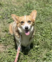 ACA Duncan natural bobtail Bluie and fully carrier triple clear, a male Pembroke Welsh Corgi for sale in Canton, OH – 8 of 8