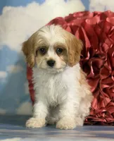 Chive, a male Cavapoo for sale in Canton, OH – 9 of 9