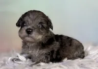 Pipsqueak, a male Schnoodle for sale in Canton, OH – 3 of 4