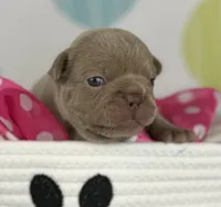 Lola- Isabella- 88/12 imported line dna ofa , a female Frenchton for sale in Canton, OH – 5 of 6