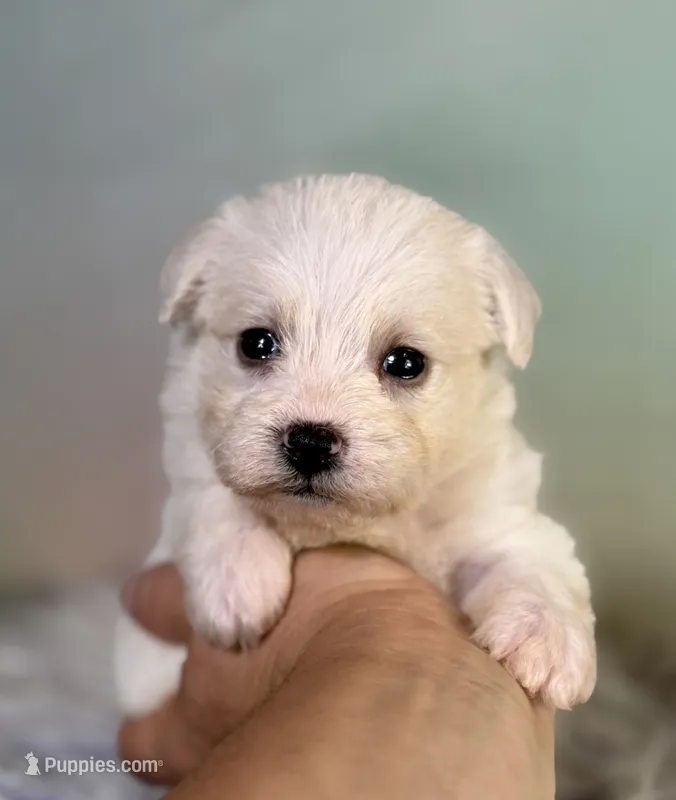 Pearl – Schnoodle puppy for sale in Canton, OH