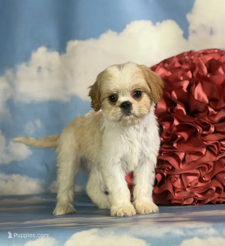 Ginseng – Cavapoo puppy for sale in Canton, OH