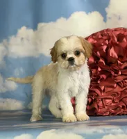 Ginseng, a male Cavapoo for sale in Canton, OH – 1 of 10