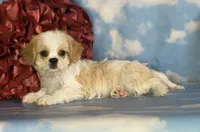 Queso, a male Cavapoo for sale in Canton, OH – 10 of 10