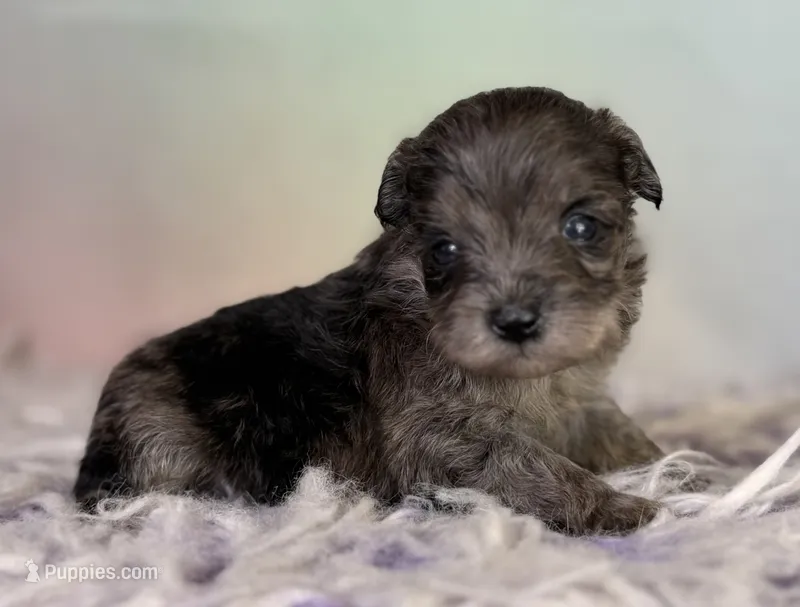 Pipsqueak – Schnoodle puppy for sale in Canton, OH