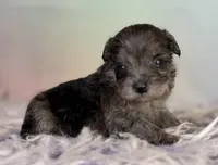 Pipsqueak, a male Schnoodle for sale in Canton, OH – 1 of 4