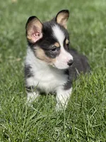 Aca Daisy triple clear Bluie carrier BRED due 7/4-7/8, a female Pembroke Welsh Corgi for sale in Canton, OH – 6 of 9