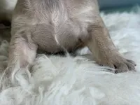 jango-DNA clear , a male Frenchton for sale in Canton, OH – 5 of 5