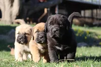 Ruby's, a  Spanish Mastiff for sale in Dryden, VA – Photo 1 of 10