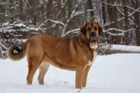 Ruby's, a  Spanish Mastiff for sale in Dryden, VA – Photo 5 of 10