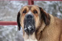 Ruby's, a  Spanish Mastiff for sale in Dryden, VA – Photo 6 of 10