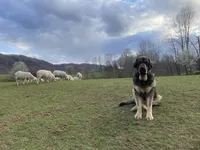 Ruby's, a  Spanish Mastiff for sale in Dryden, VA – Photo 4 of 10