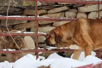 Ruby's, a  Spanish Mastiff for sale in Dryden, VA – Photo 7 of 10