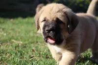 Ruby's, a  Spanish Mastiff for sale in Dryden, VA – Photo 10 of 10