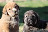 Ruby's, a  Spanish Mastiff for sale in Dryden, VA – Photo 8 of 10