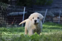 Quora, a female Spanish Mastiff for sale in Dryden, VA – Photo 2 of 5