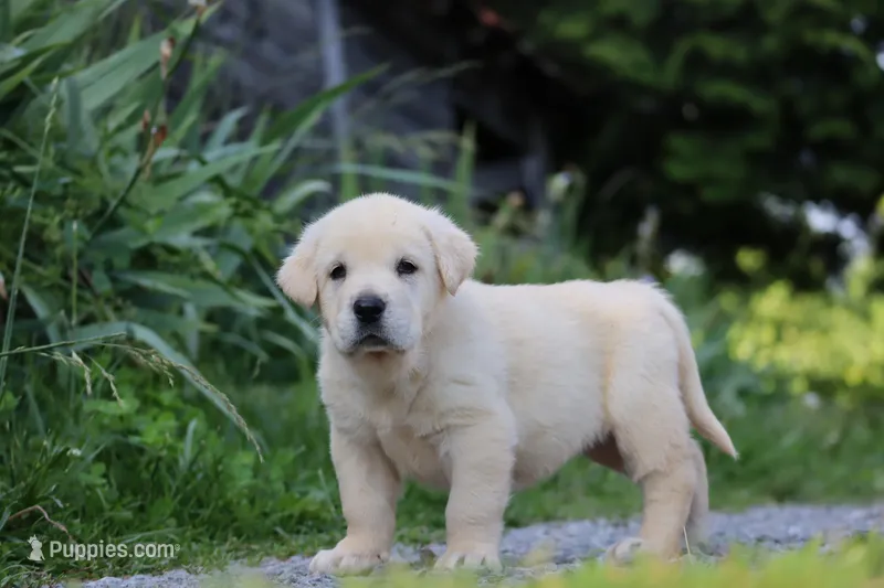 Quora, a female Spanish Mastiff for sale in Dryden, VA – Photo 1 of 5