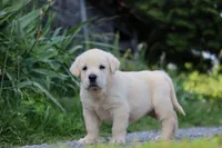 Quora, a female Spanish Mastiff for sale in Dryden, VA – Photo 1 of 5