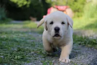 Quora, a female Spanish Mastiff for sale in Dryden, VA – Photo 4 of 5