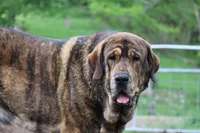 Quora, a female Spanish Mastiff for sale in Dryden, VA – Photo 5 of 5