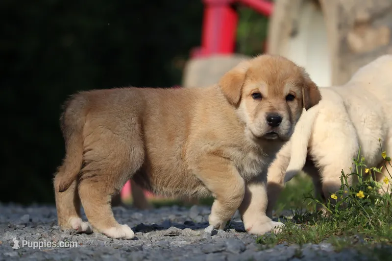 Queen, a female Spanish Mastiff for sale in Dryden, VA – Photo 1 of 3
