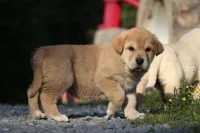 Queen, a female Spanish Mastiff for sale in Dryden, VA – Photo 1 of 3