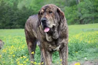 Queen, a female Spanish Mastiff for sale in Dryden, VA – Photo 3 of 3