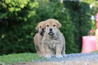 Queen, a female Spanish Mastiff for sale in Dryden, VA – Photo 2 of 3