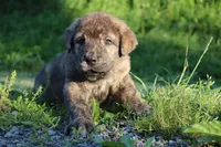 Quetzal, a male Spanish Mastiff for sale in Dryden, VA – Photo 5 of 7